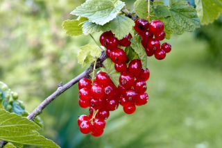 EBW8J0 northern red currant (Ribes rubrum), Red currants on the bush