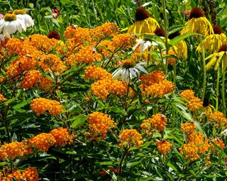 Orange Milkweed Asclepias tuberosa yellow coneflowers