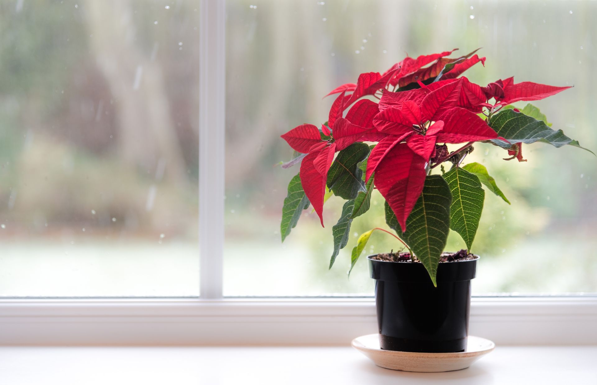 When Do Poinsettias Turn Red? Here's What You Need to Know | Livingetc
