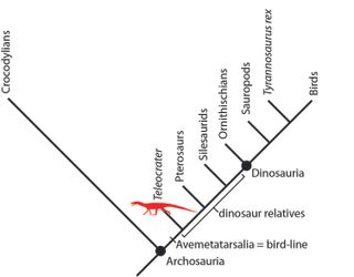 This tree shows the archosaurs, a group that includes crocodilians (crocodiles, alligators and their cousins), dinosaurs, pterosaurs and birds. The newfound Teleocrater (in red) is the earliest known relative on the bird side of the family tree.