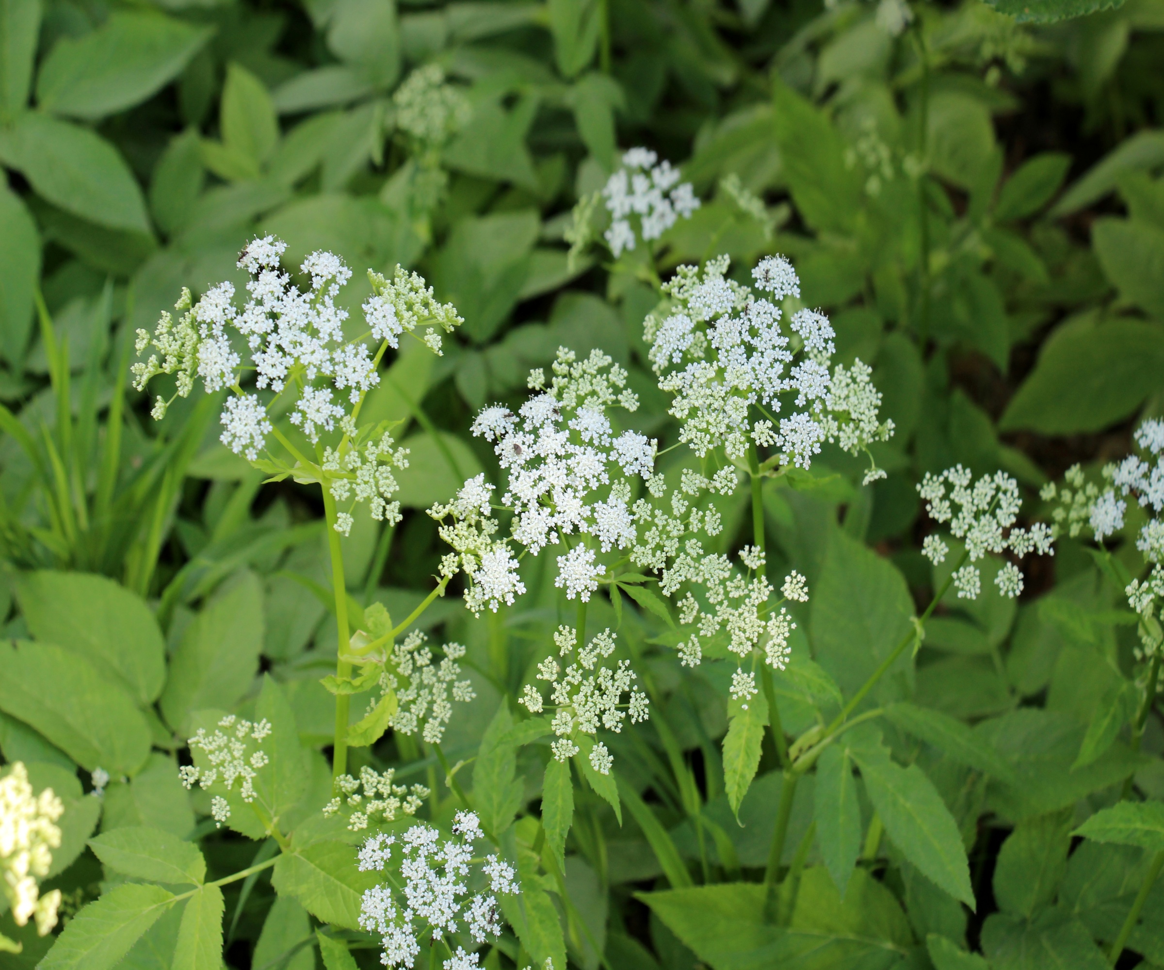 White flowers and serrated leaves of goutweed, also called bishop's weed or ground elder
