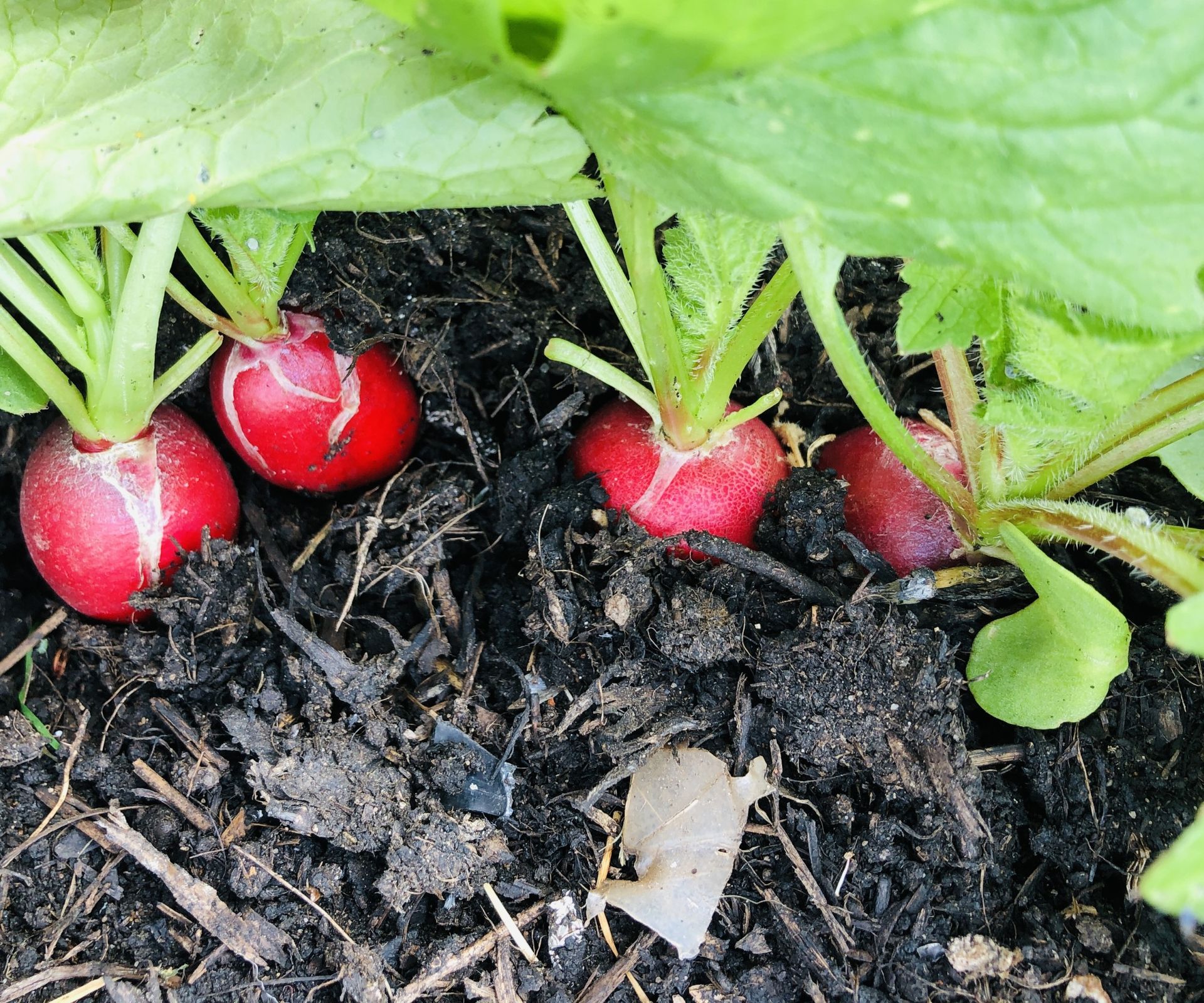How to grow radishes in pots expert tips to succeed