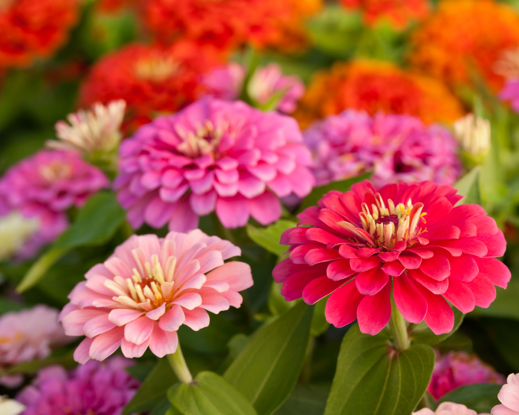 colorful zinnia flowers growing in a summer garden