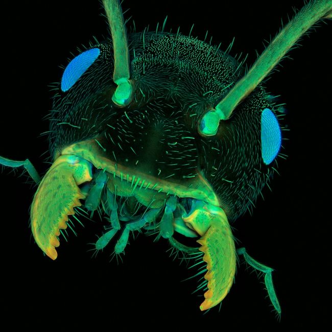 2011 Nikon Small World contest honors scary ant.