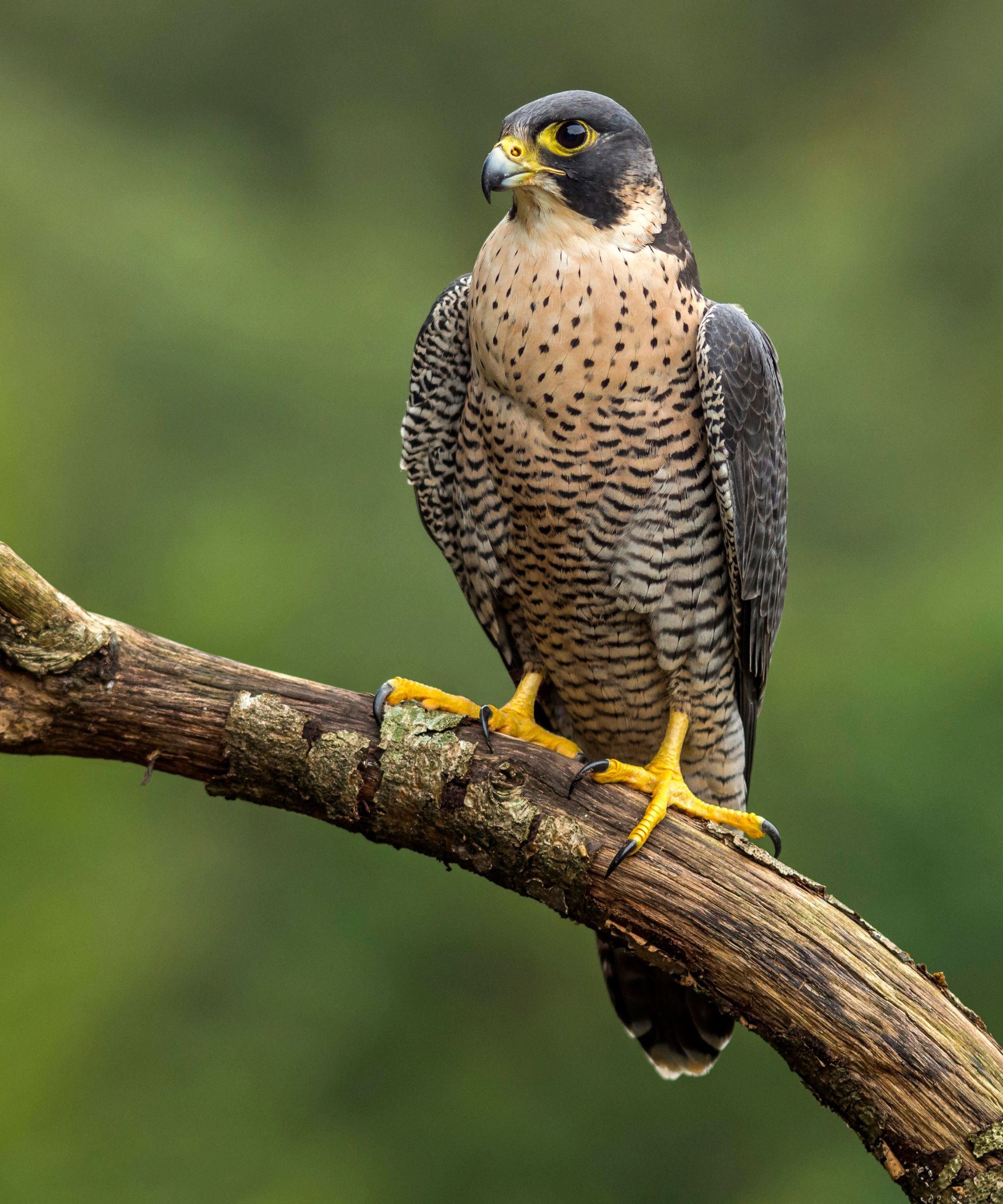 An adult female peregrine falcon (Falco peregrinus) perched on a branch on a blurred background of a forest. It can be seen before their power yellow.