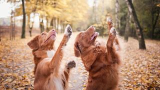 Two dogs standing on hind legs with paws in the air