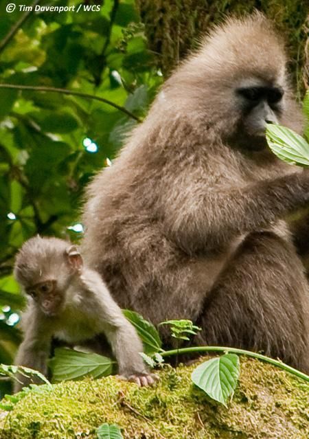 African Monkey - Baby Kipunji 