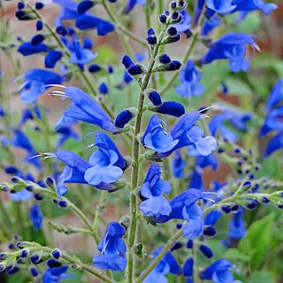 A stem of a blue-purple salvia plant in the middle, surrounded by further salvias in the background with green foliage all around