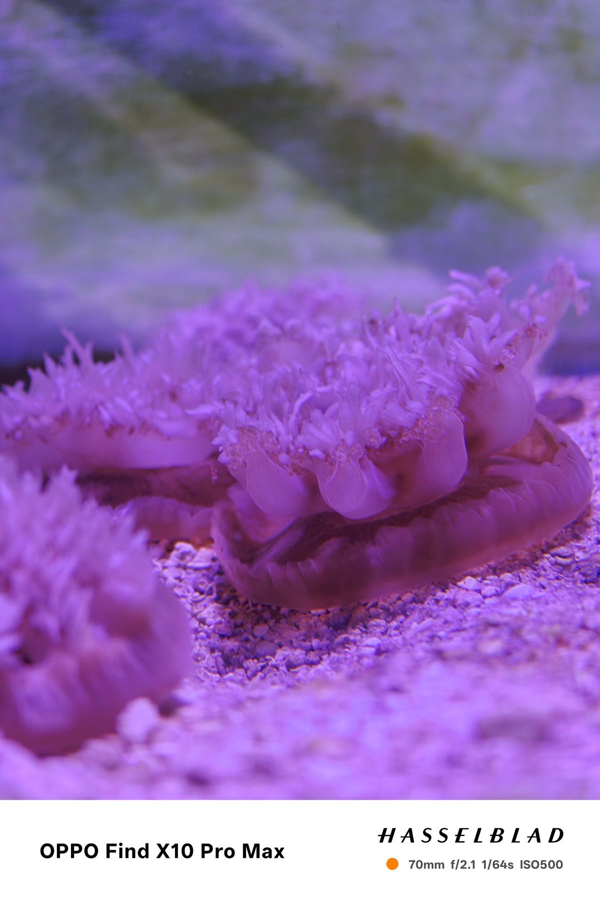 Frilled marine creature resting on the aquarium floor under purple lighting.