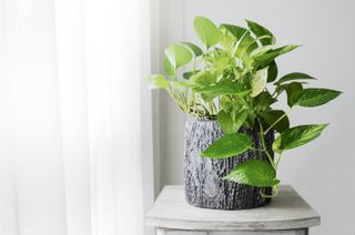 Golden pothos plant