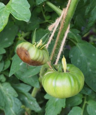 Tomatoes with blossom-end rot on a plant
