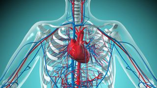 A biomedical illustration of the human heart and circulatory system