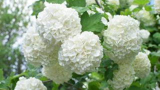 Viburnum