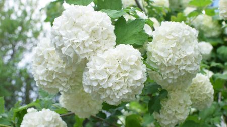 Viburnum