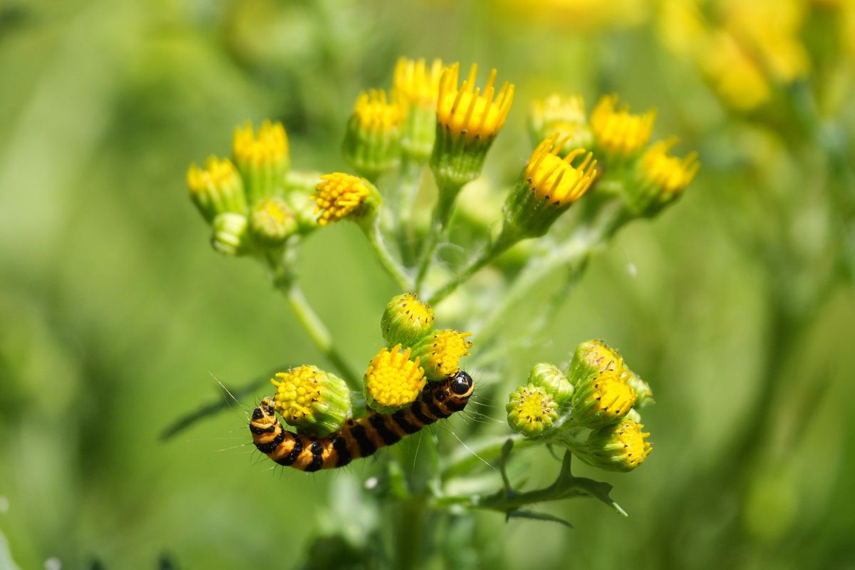 Sony RX10 V bridge camera sample gallery, closeup of a catterpilar on a yellow weed