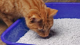 ginger cat sniffing litter in box