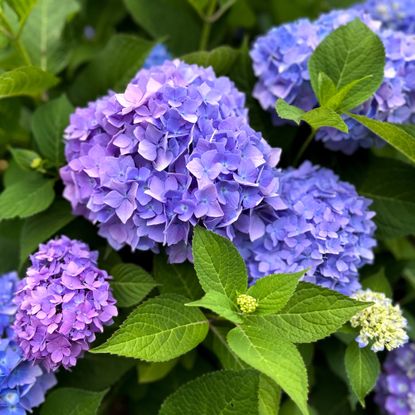 Close up of purple and blue mophead hydrangea blooms