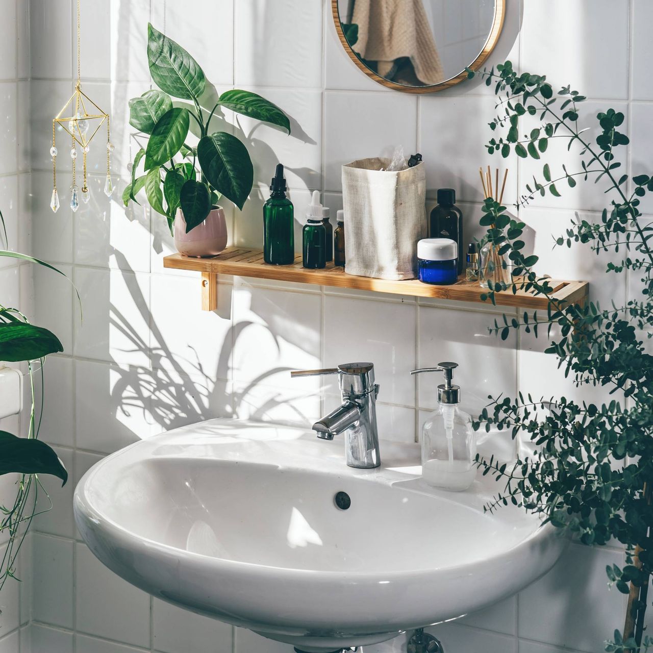 Houseplants in sunny bathroom