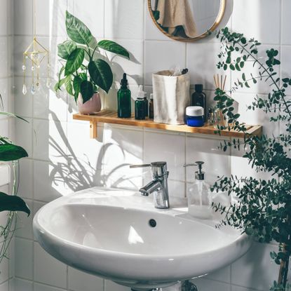 Houseplants in sunny bathroom
