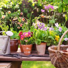 Spring flowers in vintage, weathered terracotta pots, a zinc watering can, a wicker basket, and old gardening tools on a wooden table with a garden in the background