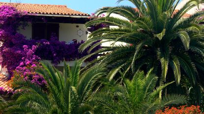 mediterranean garden design with palm trees and bougainvillea