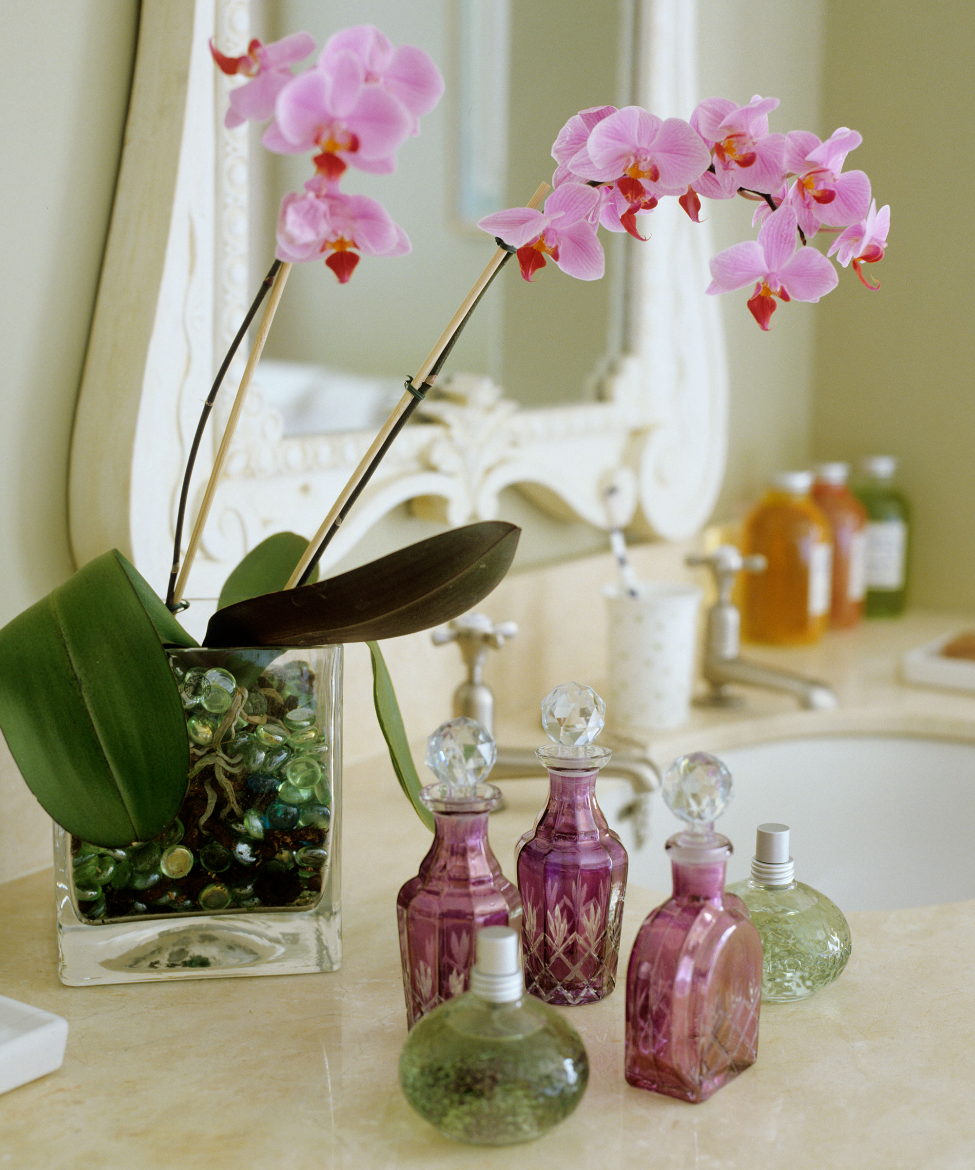 Why are my orchid flowers falling off? Plant experts advise Gardeningetc