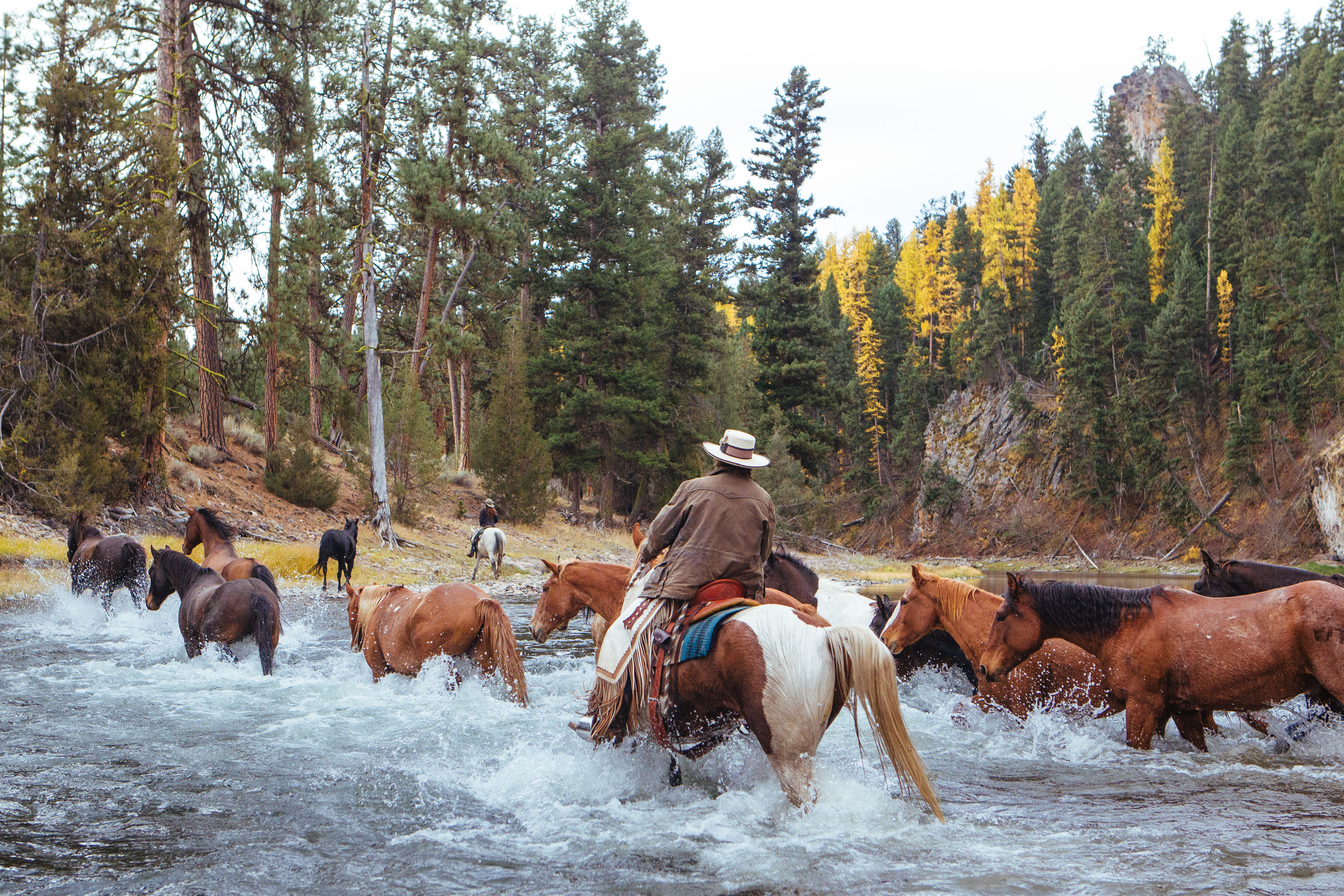 Nearly a dozen horses cross the Blackfoot River in Montana on a sunny day