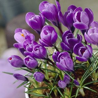 Crocus Vernus Purple - Large Flowered - Pack of 40 Bulbs