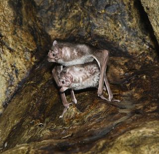 A pair of vampire bats caught mating.
