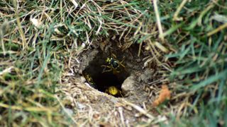 Yellow jacket wasps leaving nest