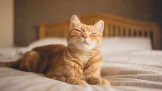 Ginger cat lying on a bed with their eyes squinted and mouth upturned, looking like they're smiling