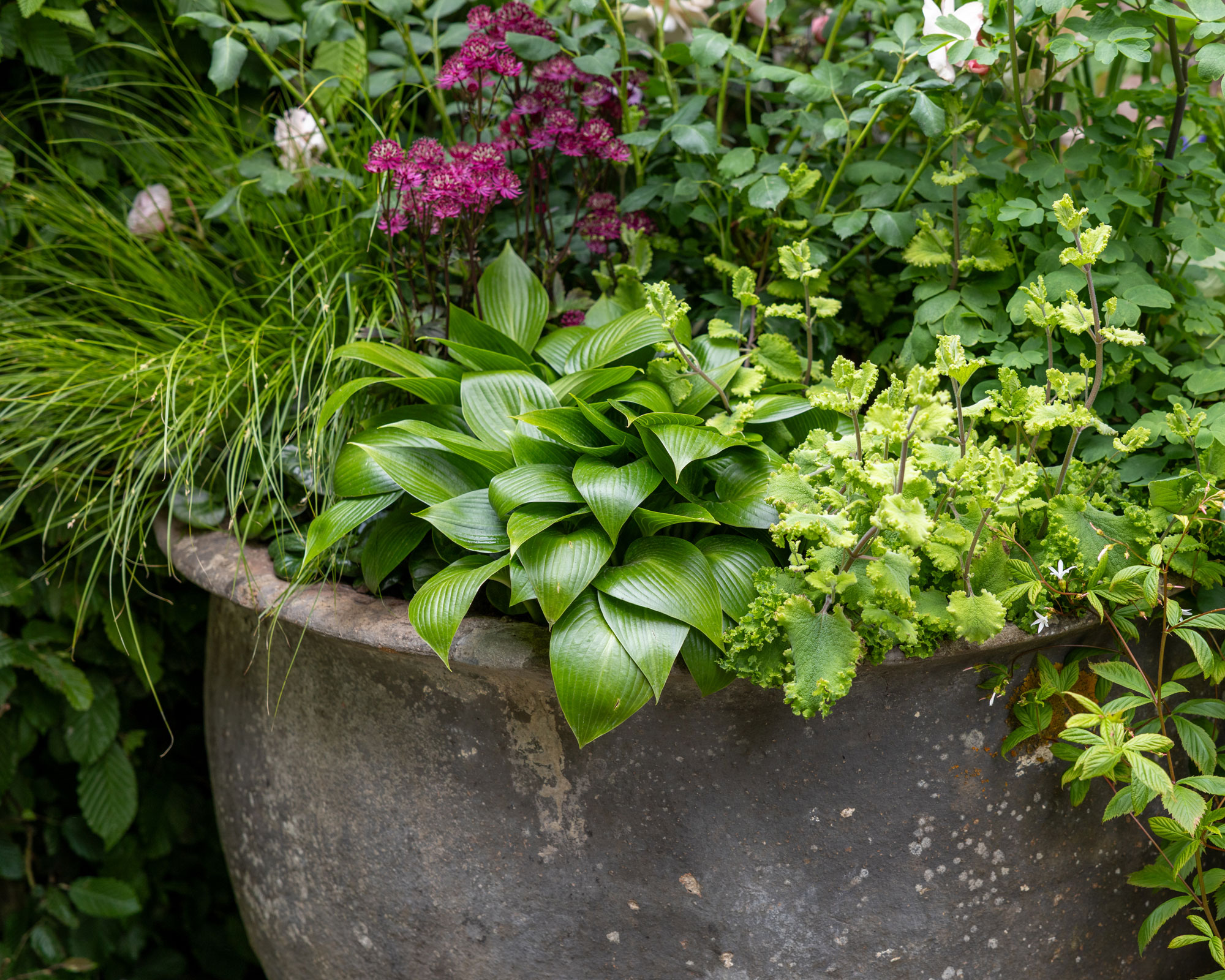 container planted with hosta, ornamental grass, and red and white astrantia