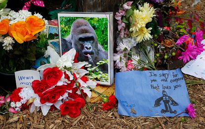 A picture of Harambe at the Cincinnati Zoo with flowers left by mourners.