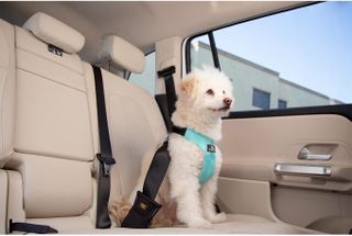 A white poodle dog sits in the backseat of a car strapped in with the Sleepypod Clickit Sport Plus car seat harness