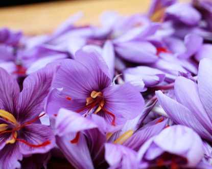 how to grow saffron collection of purple saffron flowers