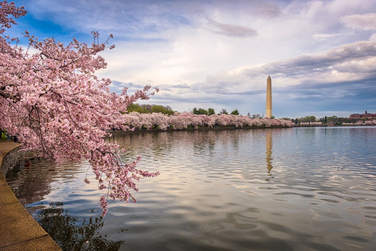 Cherry blossoms spring to life around the Tidal Basin in Washington, D.C.