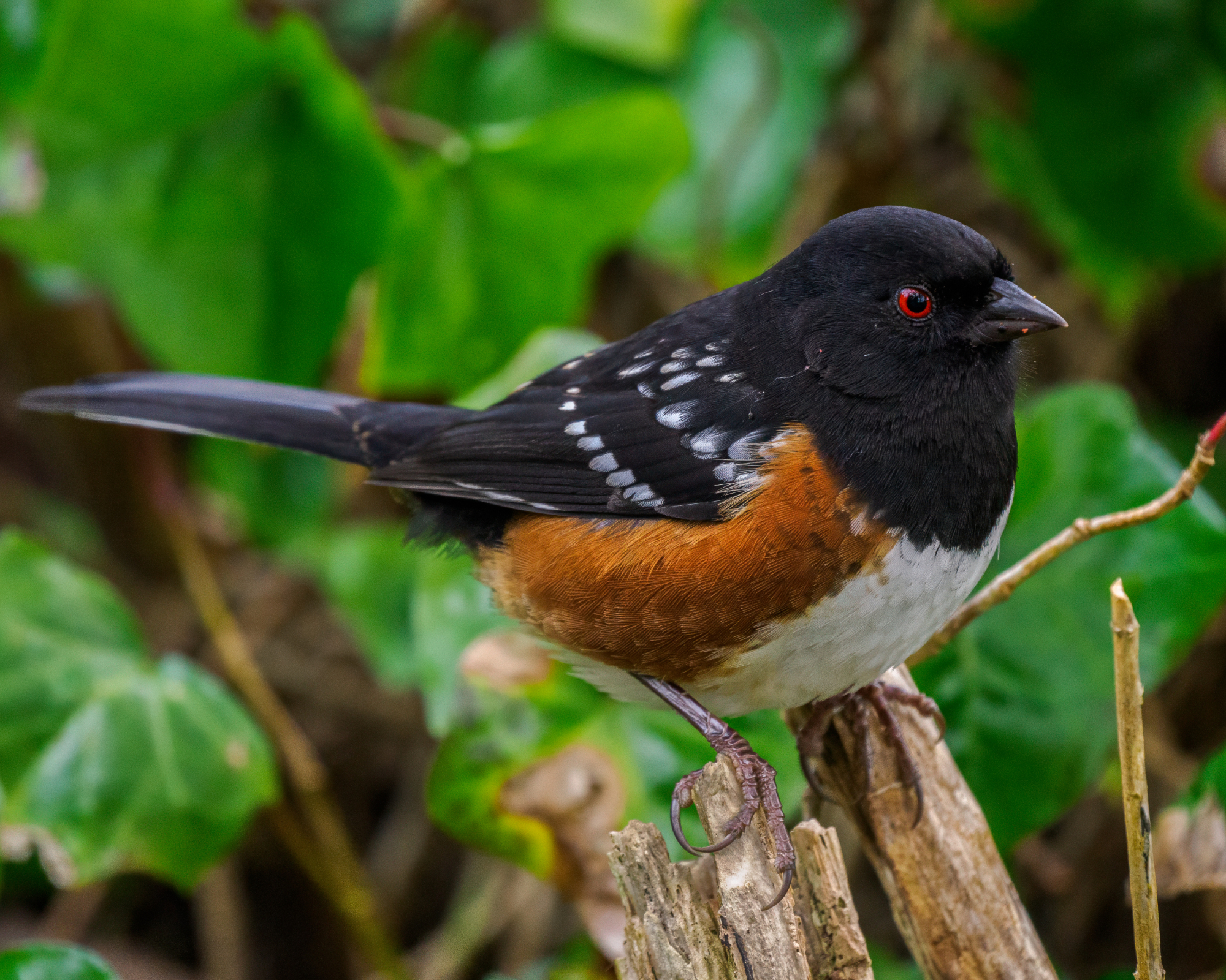 Spotted towhee on old log