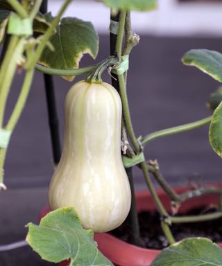 A butternut squash plant growing vertically in a container with a large fruit ripening