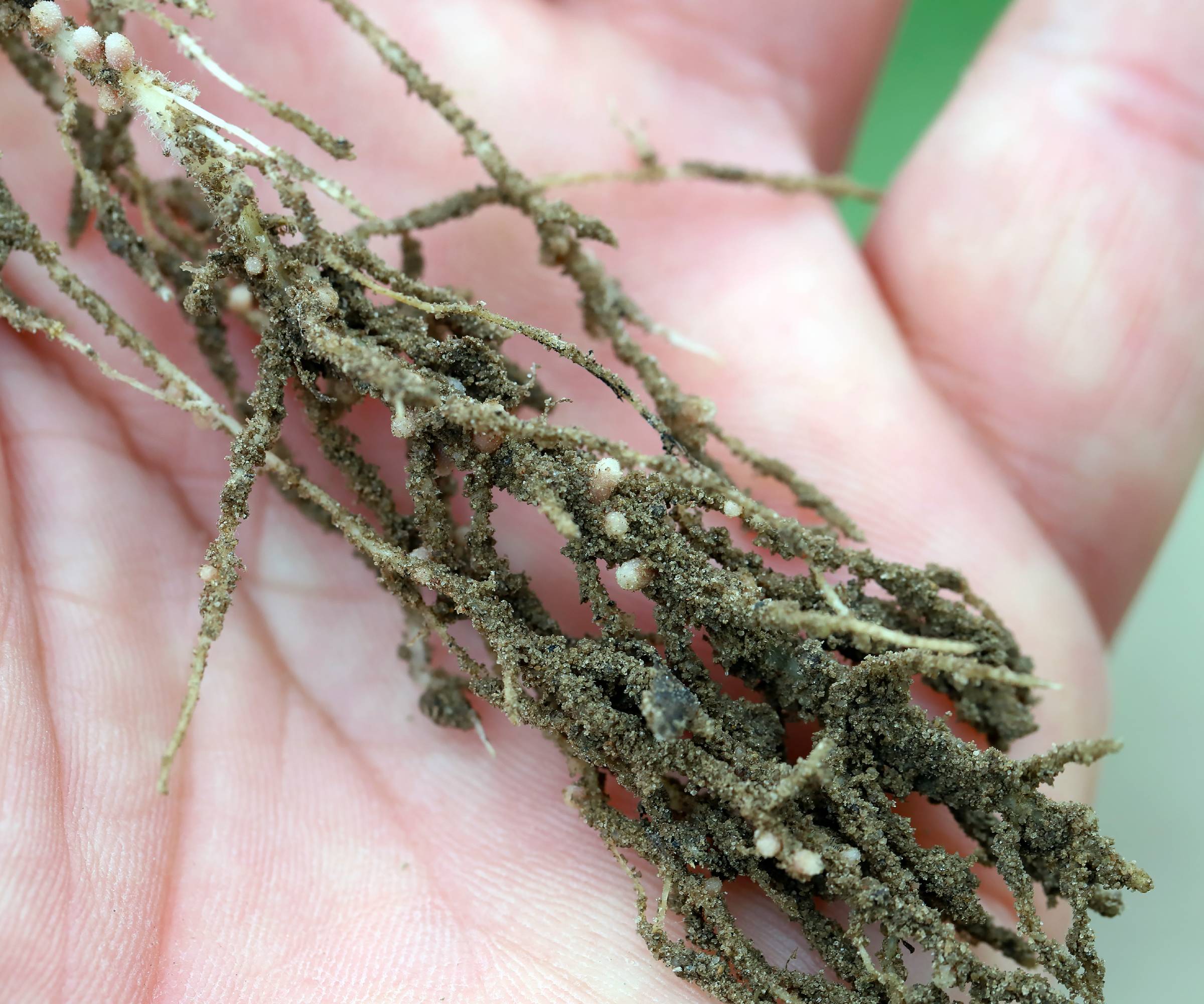 Nitrogen nodules on roots