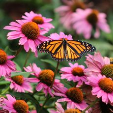 monarch butterfly on coneflowers