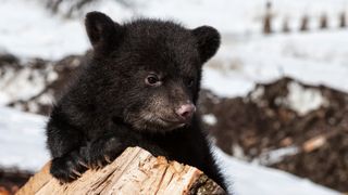 Black bear cub in snow