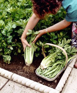 Harvesting celery from a vegetable garden into a basket