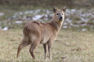 Deer with Fangs unusual sightings