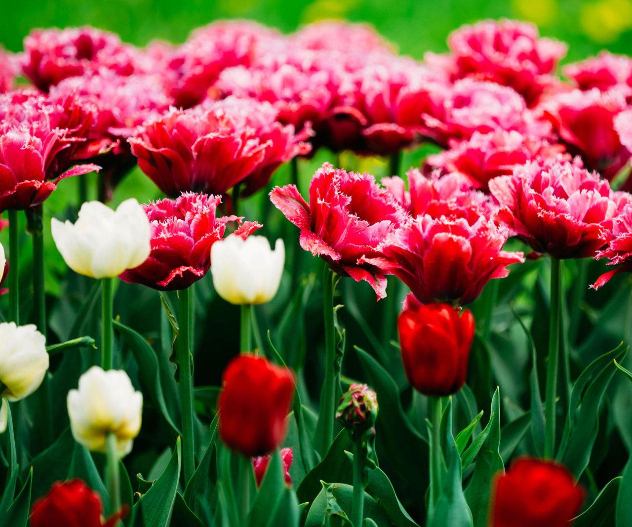 Dark House Landscaping Picking Plants For A Dark Exterior Gardening