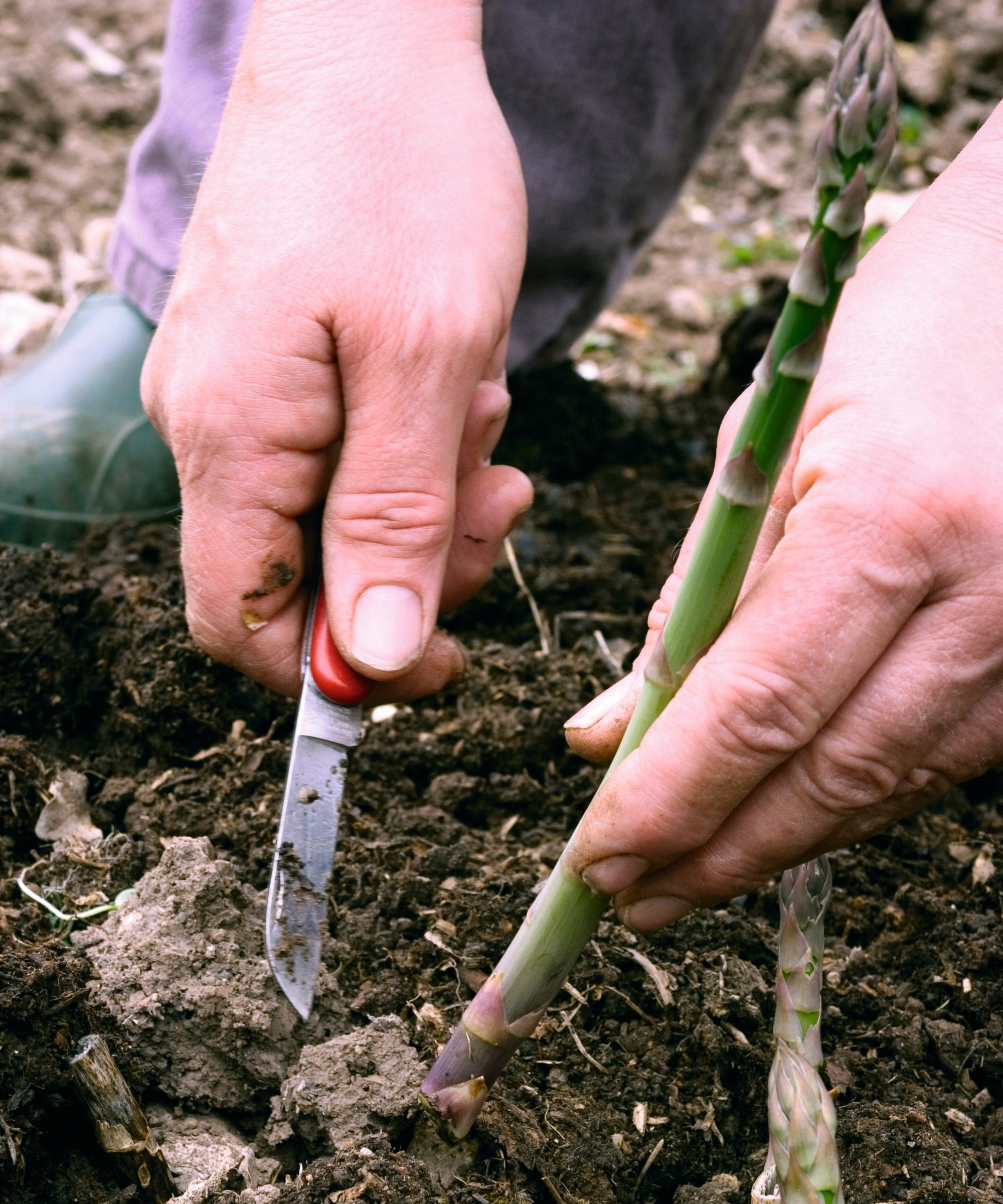 A gardener harvesting an asparagus stem with a sharp knife