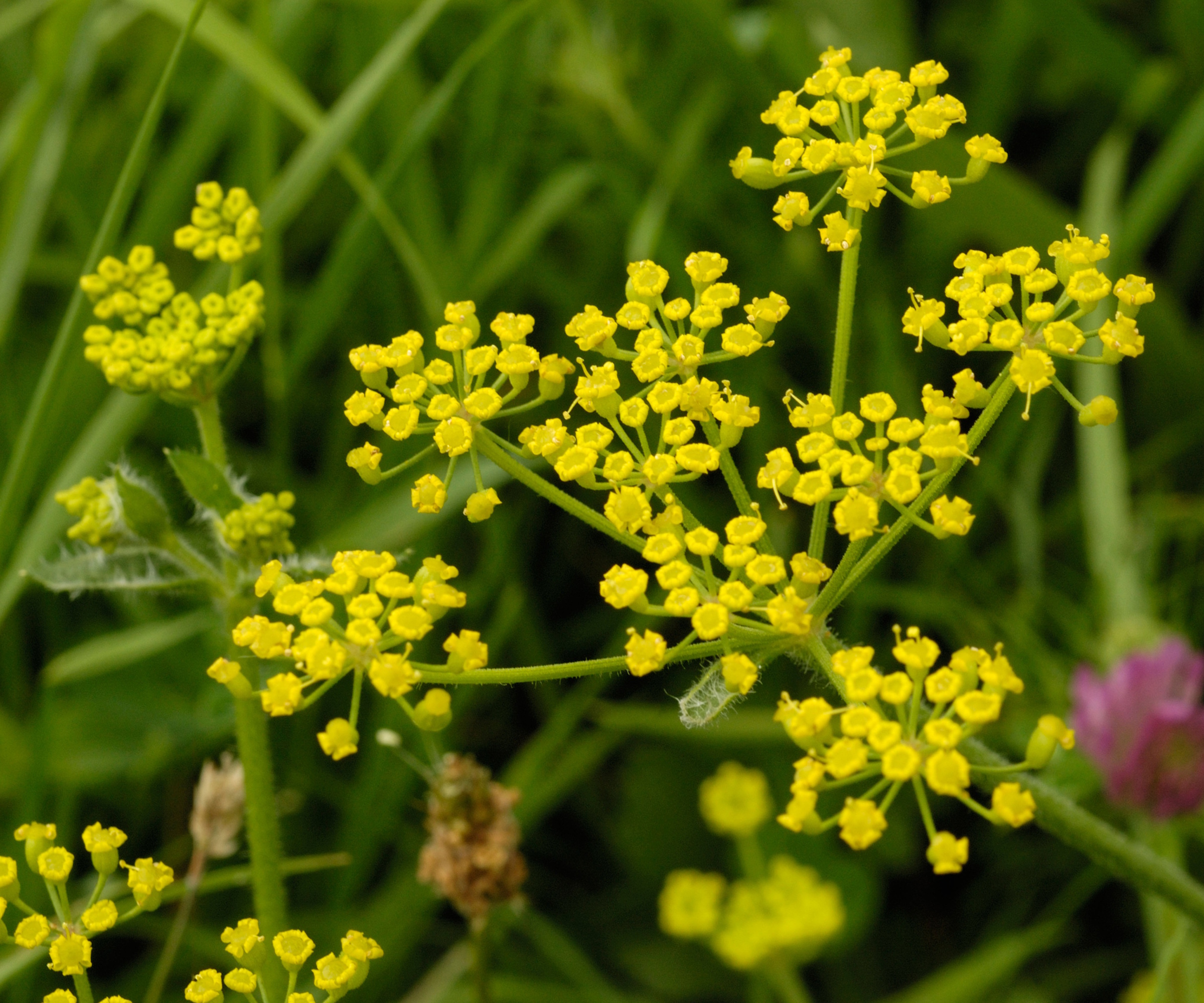Wild parsnip