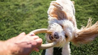 Cavapoo dog playing with a a rubber ring toy