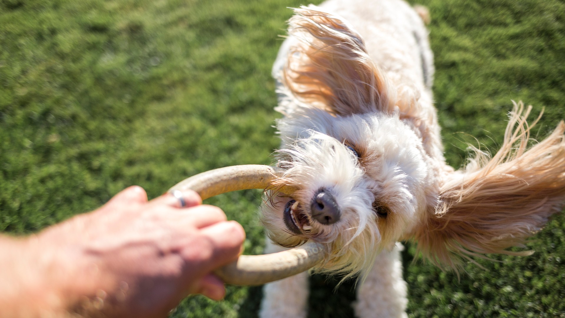 Cavapoo dog playing with a a rubber ring toy