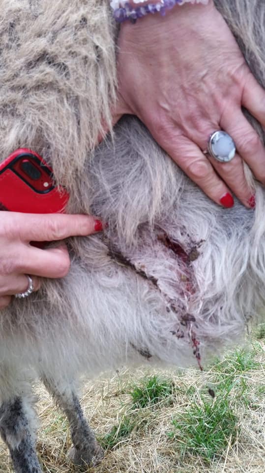 Bimbo donkey injuries