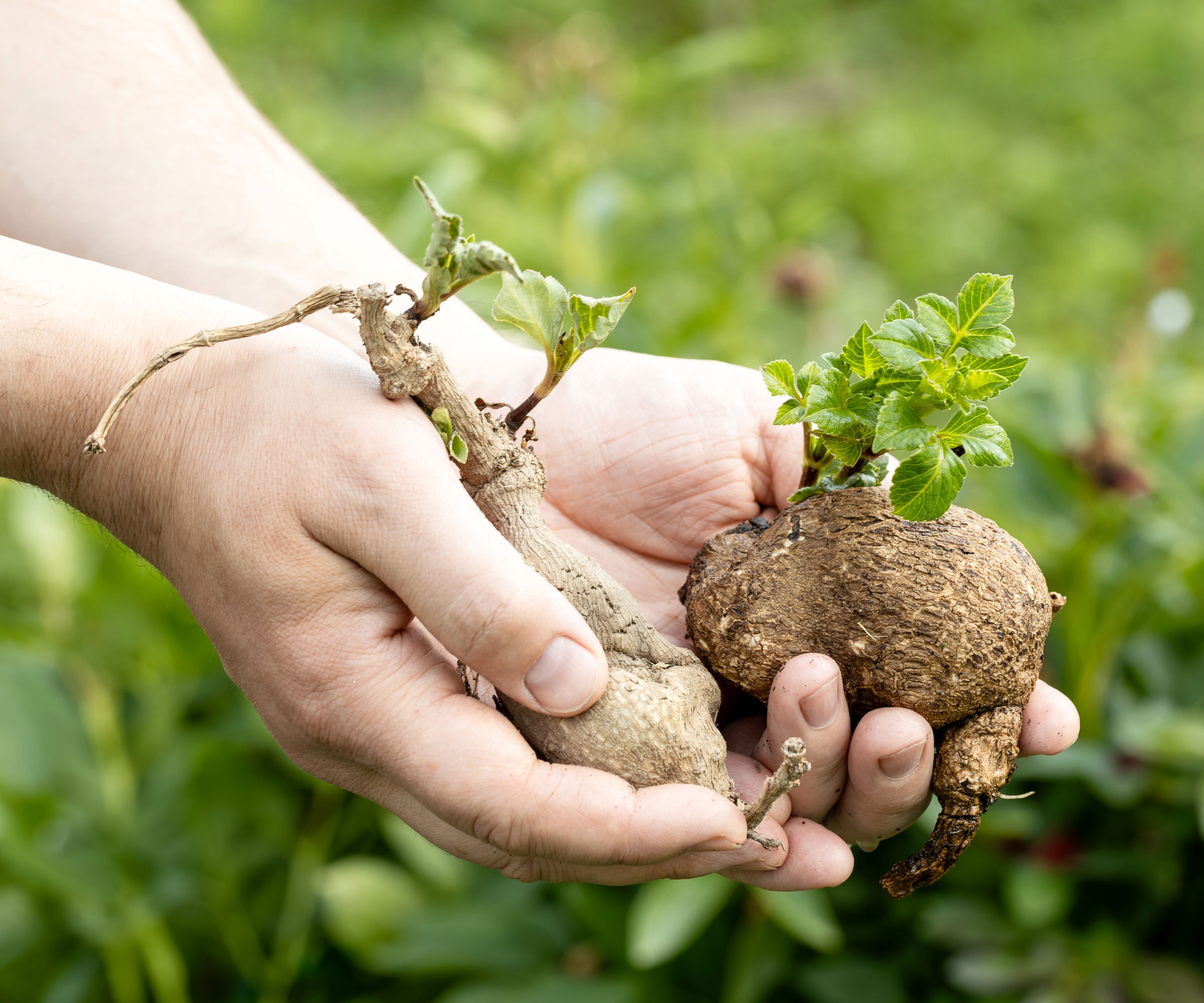 hands holding tubers with leaf sprouts